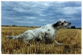 Setter Anglais RAMBO DEL ZAGNIS Setter Anglais RAMBO DEL ZAGNIS